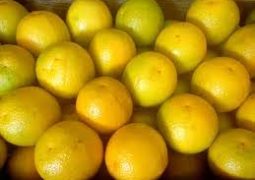 Laranja Lima Orgânica – 500g