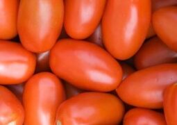 Tomate Italiano Orgânico – 500g