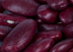 Feijão Manteiga Vermelho Orgânico – 500g