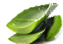 Babosa Orgânica – 1 Folha