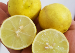 Limão Branco Orgânico – 500g