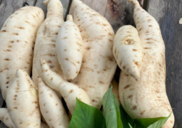 Batata Doce Branca Orgânica – 500g