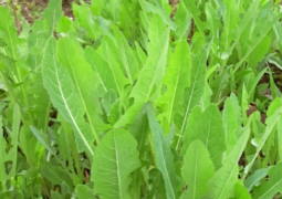 Serralha Orgânica – Maço